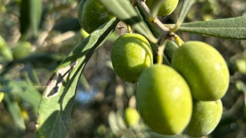 oristano-visit-a-farm-with-oil-tasting