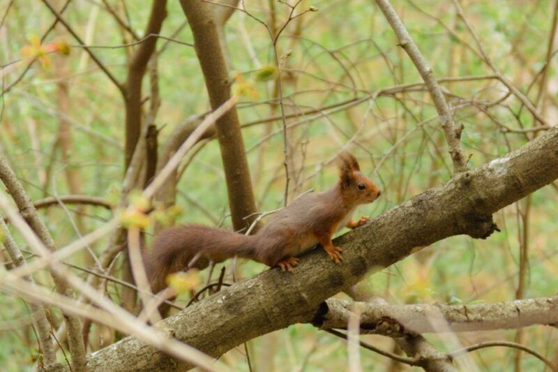 oslo-skjennungstoppen-wildlife-forest-hiking-tour