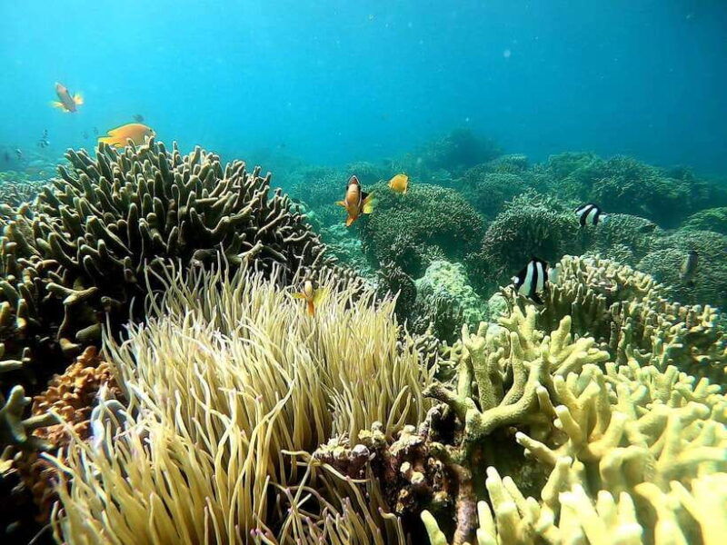 oslob-whale-shark-tour-with-sumilon-moalboal-snorkeling