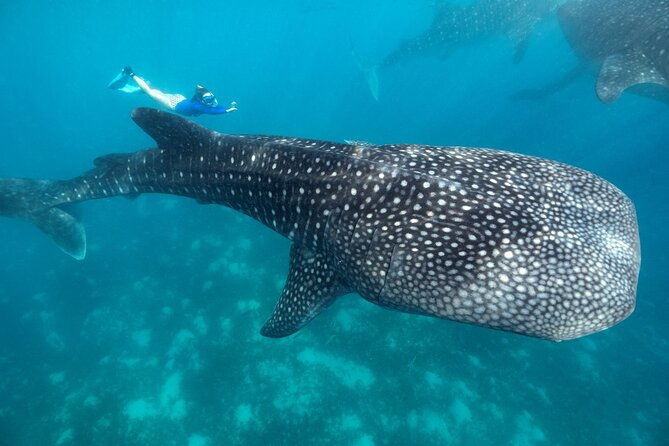 Oslob Whaleshark with Sumilon Island - The Experience: What Travelers Are Saying