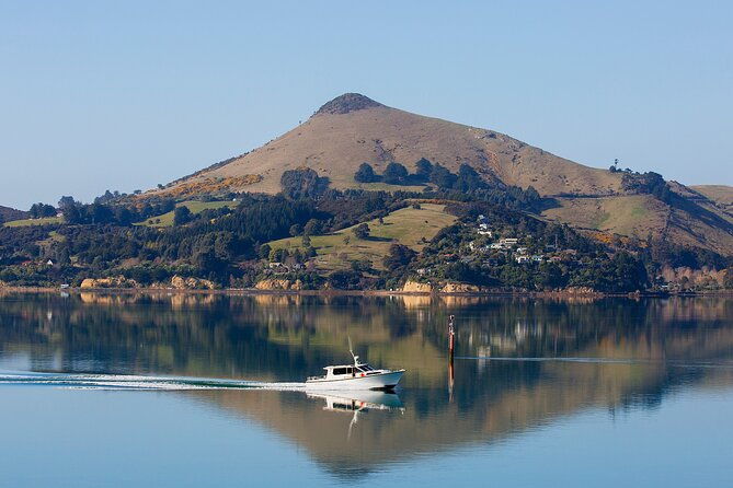 Otago Harbour Wildlife Cruise (Dunedin Shore Excursion) - An In-Depth Look at the Otago Harbour Wildlife Cruise