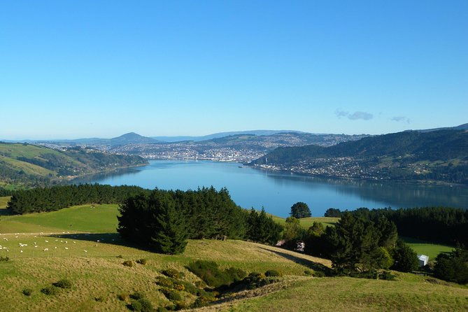 Otago Peninsula Scenery and Dunedin City Highlights Tour - What You Get and What You Might Miss