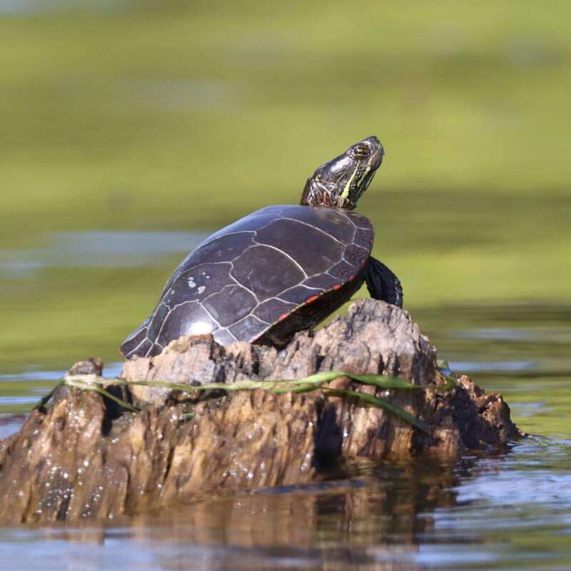 ottawa-ecological-reserve-kayak-tour-with-turtle-sightings