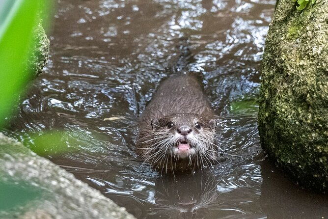 Otter Experience at Melbourne Zoo - excl. entry - The Intimate Group Dynamic