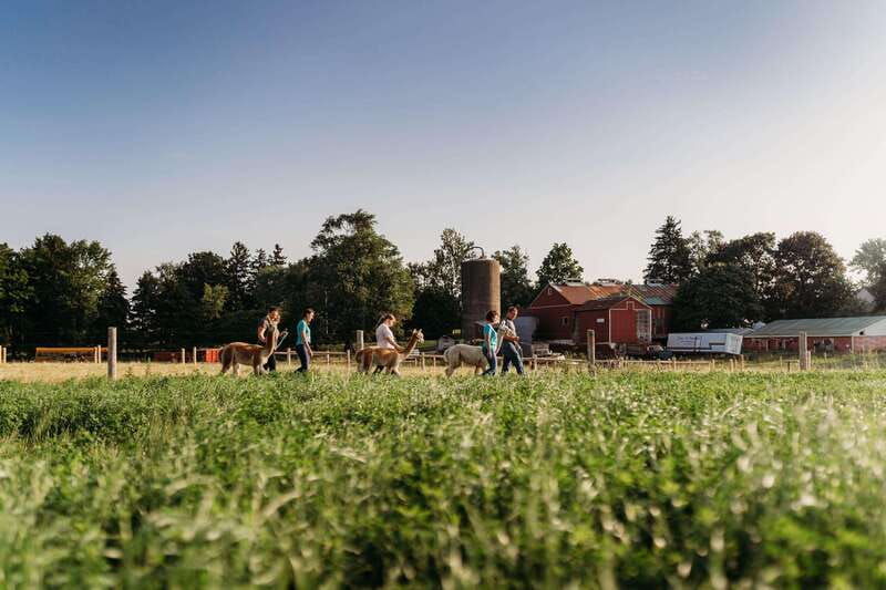 oxford-county-on-alpaca-farm-walk-learning-experience