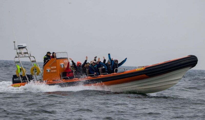 padstow-guided-rib-sealife-safari