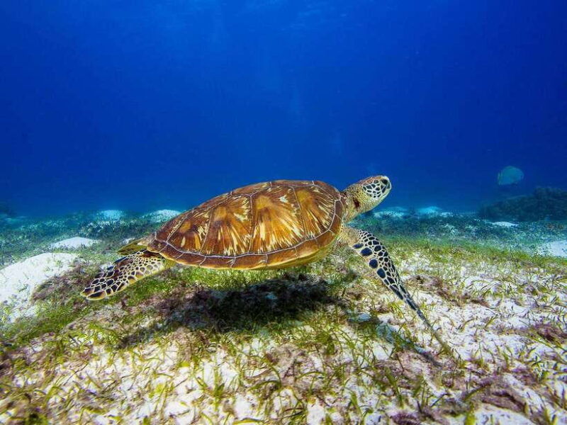 pamilacan-island-dolphins-snorkel-lunch-and-walking-tour