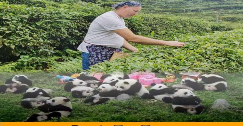 panda-and-green-tea-making-tour