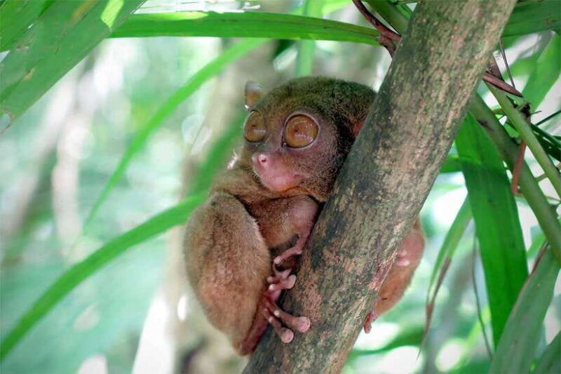 panglao-dao-forests-and-tarsier-sanctuary-tour-with-lunch