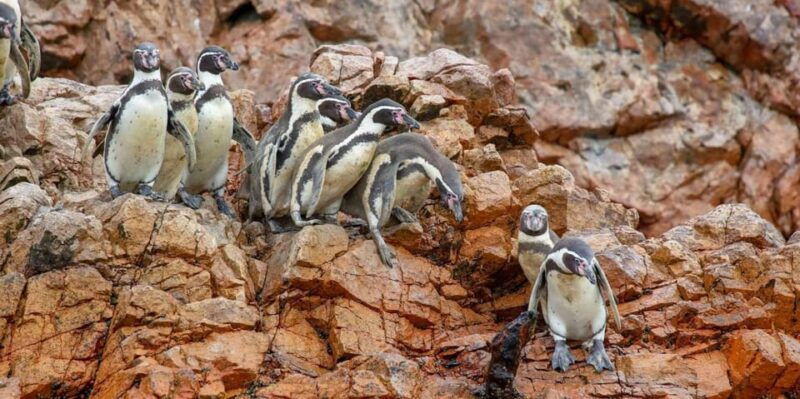 paracas-ballestas-islands-paracas-reserve-full-day