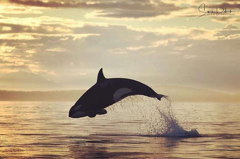 parksville-sunset-whale-and-wildlife-adventure