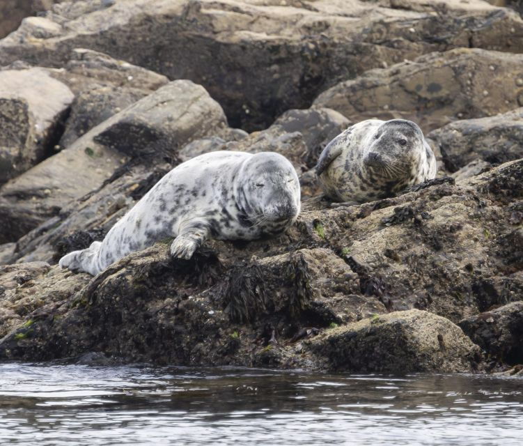 penzance-lands-end-boat-tour-with-wildlife-guides