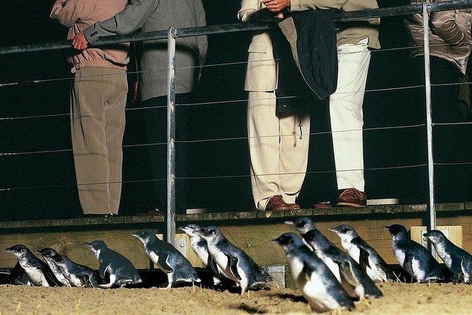 Phillip Island Penguin and wildlife Tour - Practical Details