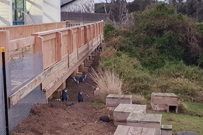 Phillip Island Private Experience - Wildlife Encounters Beyond Koalas