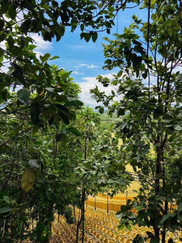 phnom-penh-buddha-kiri-and-phnom-tamao-zoo-private-day-trip
