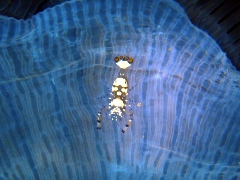 phu-quoc-scuba-diving-experience-for-all-levels