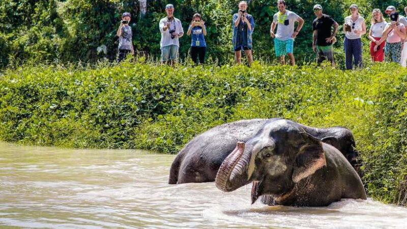 phuket-elephant-sanctuary-half-day-with-vegetarian-meal