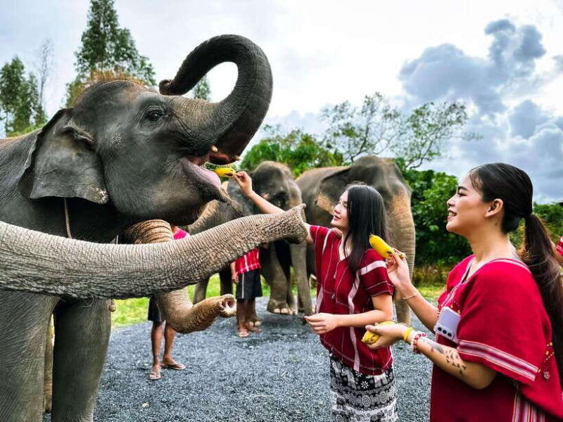 phuket-experience-feeding-and-bathing-elephants-1-5-hrs