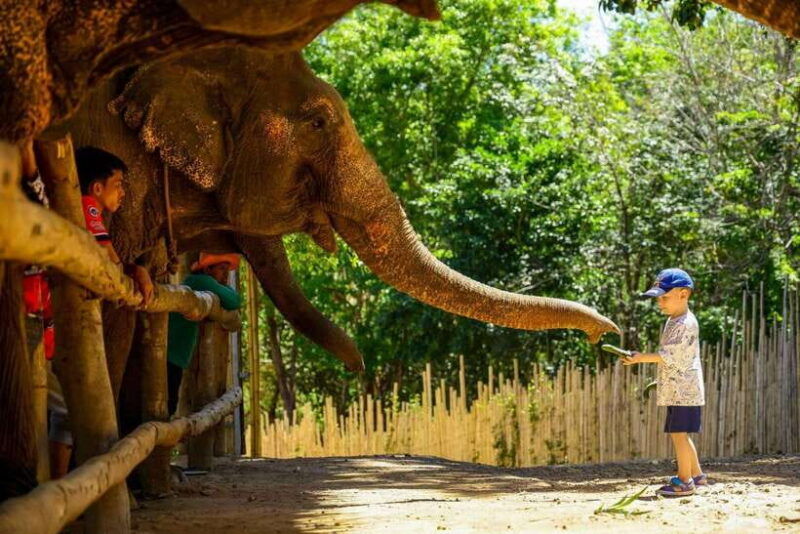 phuket-meet-feed-relax-with-elephant