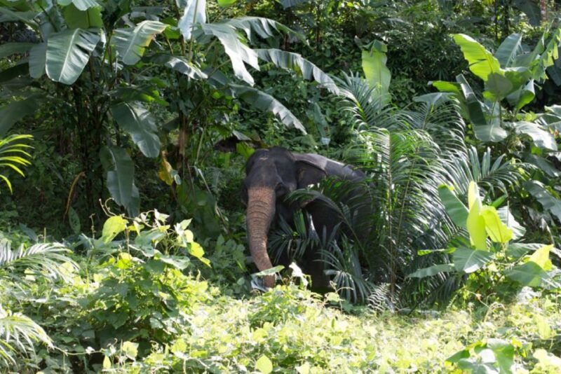 phuket-unique-dawn-ethical-elephant-sanctuary-experience