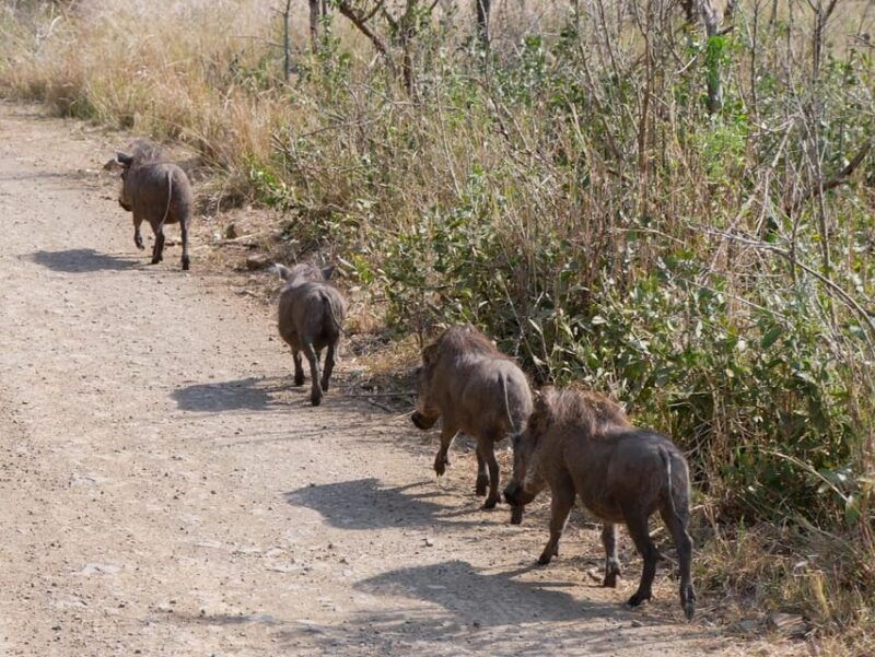 pilanesberg-full-day-game-drive-departing-from-johannesburg
