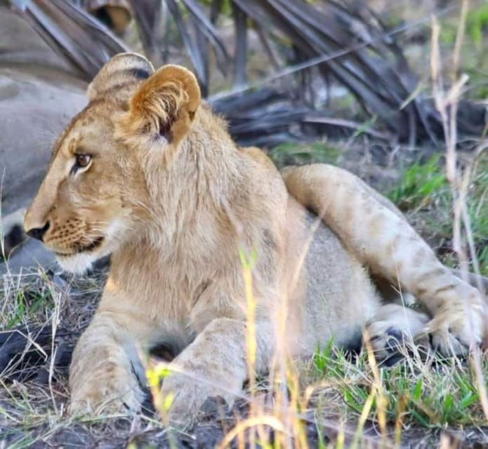 pilanesberg-game-reserve-full-day-safari