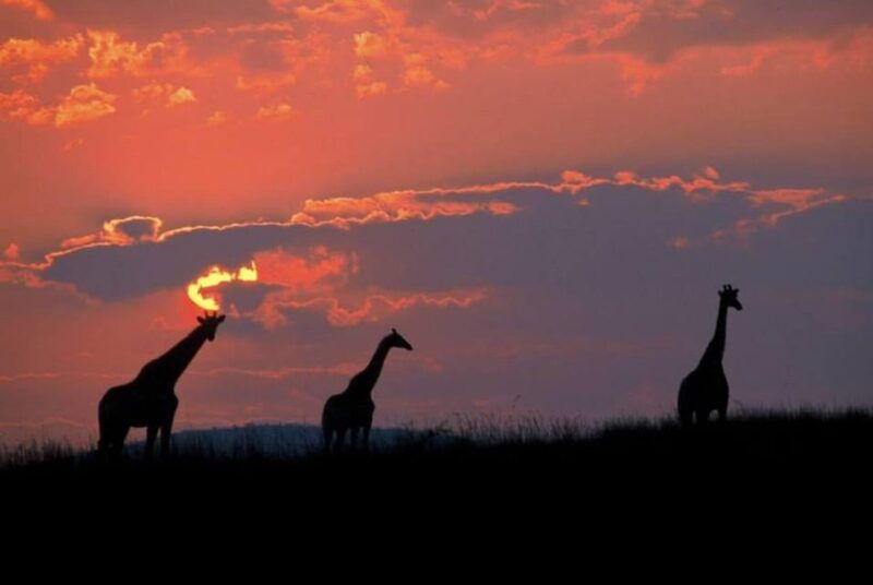 pilanesberg-national-park-6h-game-drive-with-lunch