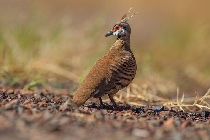 Pilbara Bird Tours - What’s Included and What’s Not?