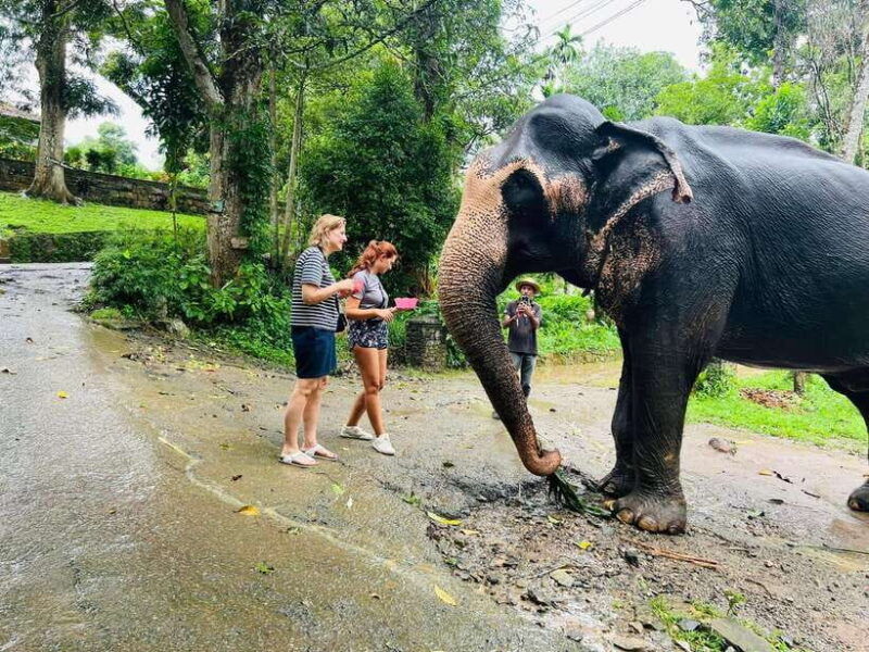 pinnawala-day-tour-from-kandy-private-tour