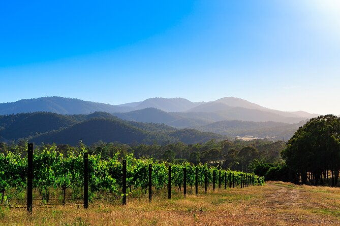 Pizzini Wines: Prosecco Pop & Fizz - FAQ