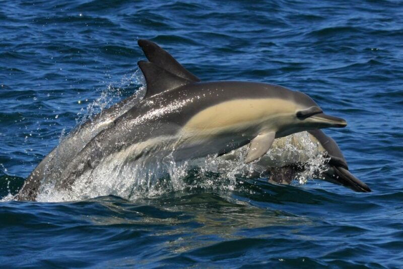 plettenberg-bay-dolphin-and-marine-boat-tour
