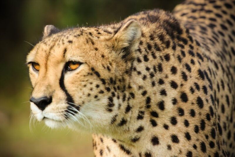 plettenberg-bay-guided-forest-walk-and-wildlife-tour