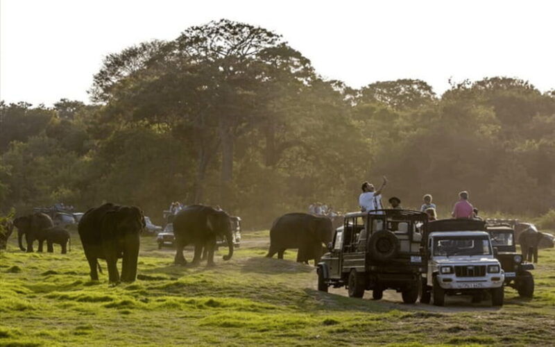 polonnaruwa-ancient-city-and-wildlife-safari-from-dambulla