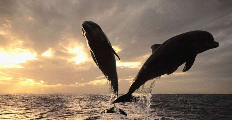 porec-private-snorkeling-tour-with-dolphin-watching