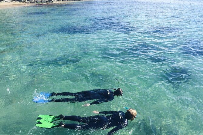 Port Phillip Bay Snorkeling with Sea Dragons - Pricing and Value