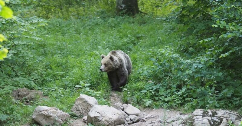 postojna-bear-watching-tour-with-ranger-and-local-guide