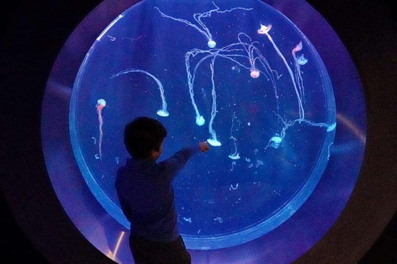 prague-the-world-of-jellyfish-entry-ticket-w-drink