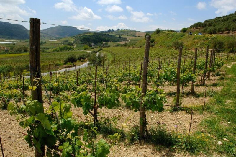premium-crete-olive-oil-tasting-wine-raki-and-cretan-food