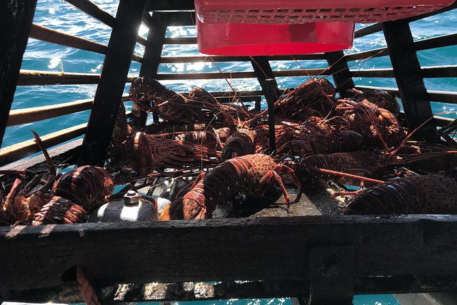 Premium live lobster tours presented Sashimi or BBQ style - Who Should Consider This Tour?