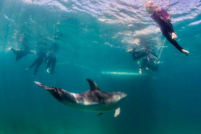 Private 2 Hour Dolphin and Seal Swim Mornington Peninsula - The Value and Cost Analysis