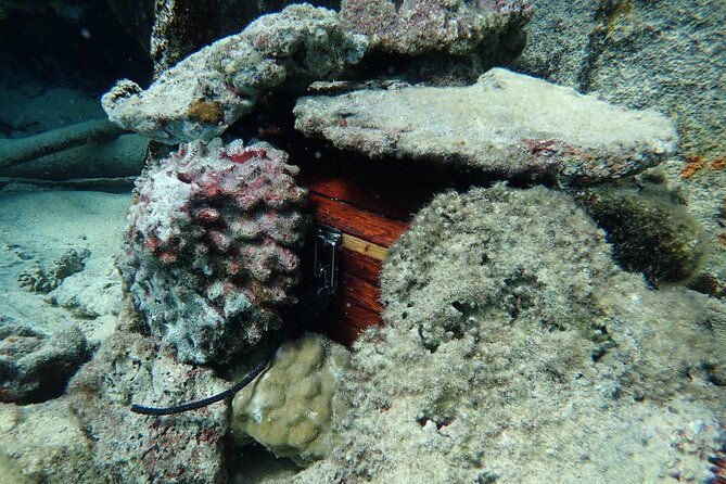 Private 4 Hours Reef Discovery Luxury Private Treasure Hunt in Bora Bora - FAQ