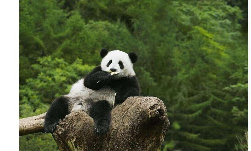 private-all-inclusive-half-day-tour-to-chengdu-panda-base