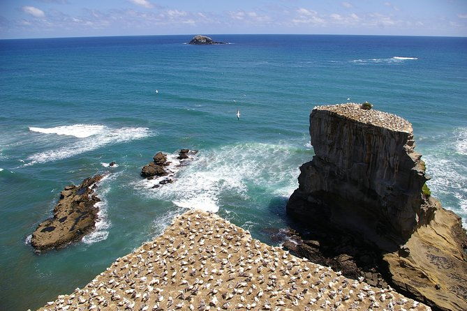 Private Auckland Wine & Dine Kumeu Country & Cuisine - Practical Details You Should Know