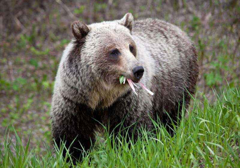 private-bear-country-hiking-tour-4h-adventure