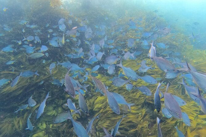 Private Charter 5 Hour Snorkel and Paddleboard the Poor Knights - 1 to 12 people - Who Will Love This Tour?