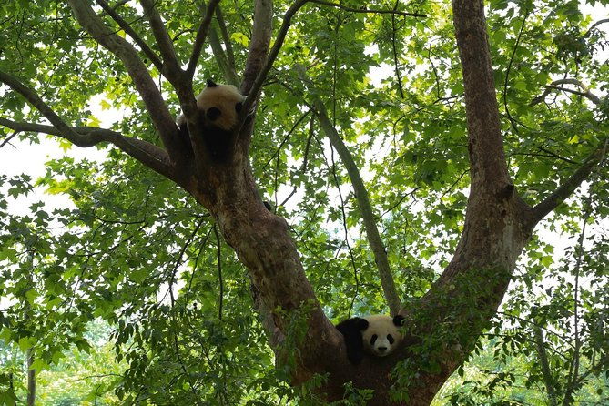 Private Day Tour: Chengdu Panda Base & downtown walking tour - Final Thoughts: Who Will Love This Tour?