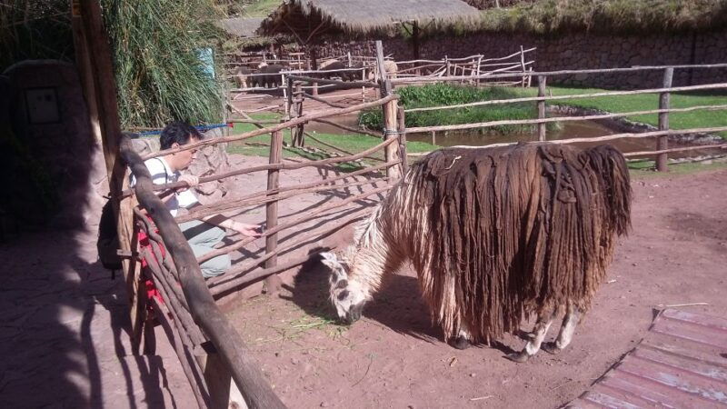 private-full-day-sacred-valley-alpaca-farm-tour