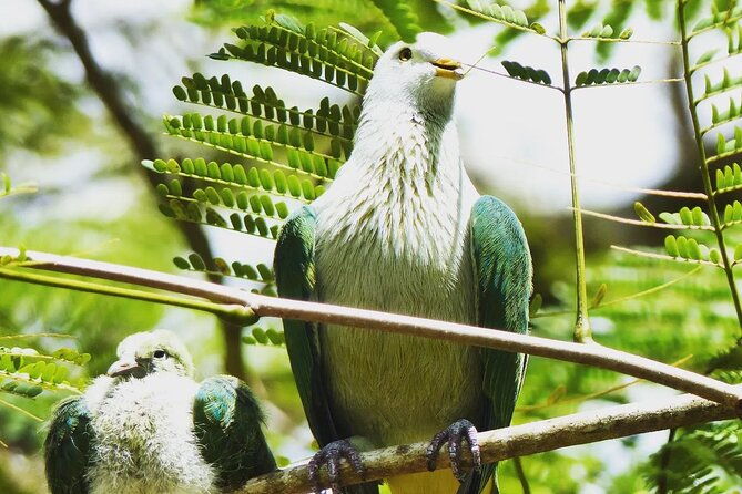 Private Half-Day Hike in the Opunohu Valley in Moorea - Who Is This Tour Best For?