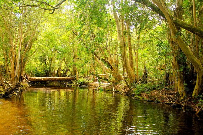 Private Half Day Tour: World Heritage Rainforest & Waterfall - A Deep Dive into the Itinerary and What You Can Expect