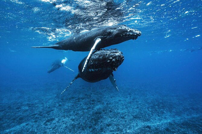 Private Half Day Whale Watching Tour - The Value in the Price